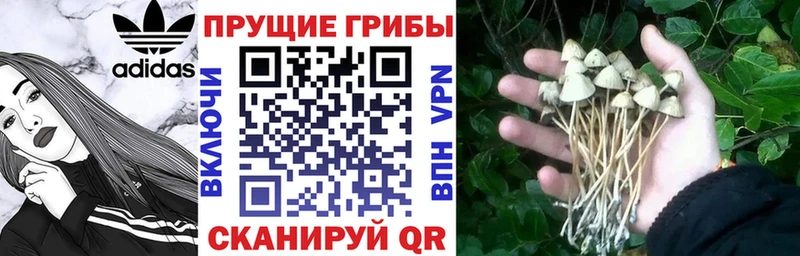 Галлюциногенные грибы мицелий Хилок